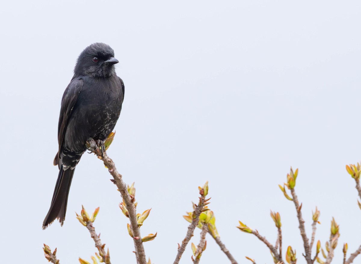 Fork-tailed Drongo - ML642694591