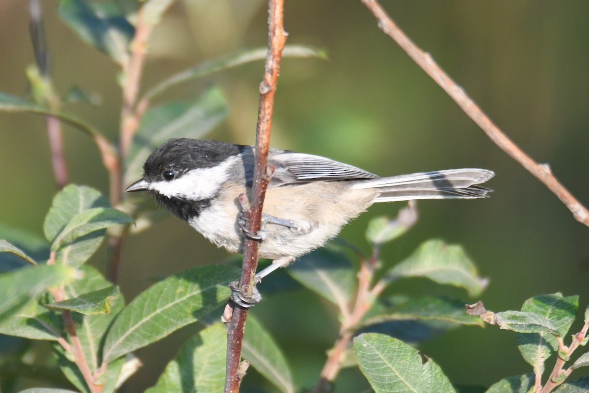 Black-capped Chickadee - ML642694592