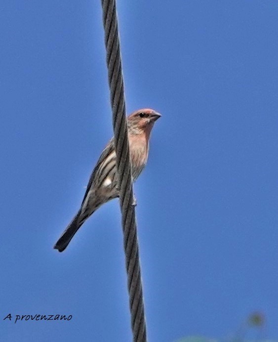 House Finch - ML642694594