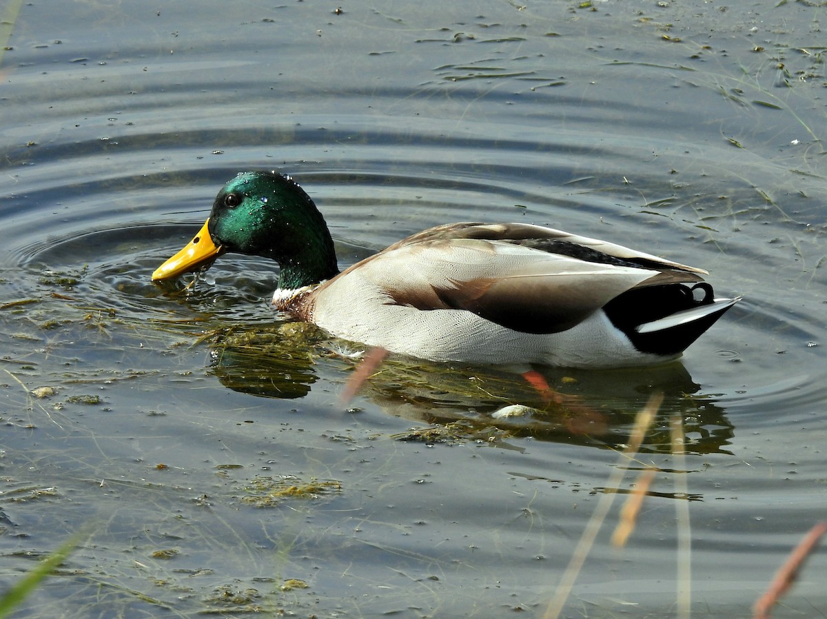 Mallard - ML642694597