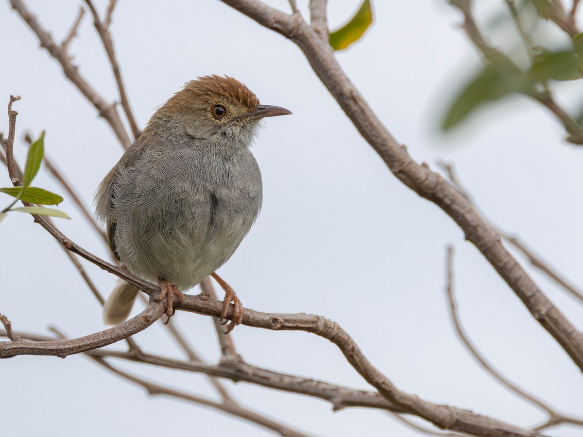 Piping Cisticola - ML642694602
