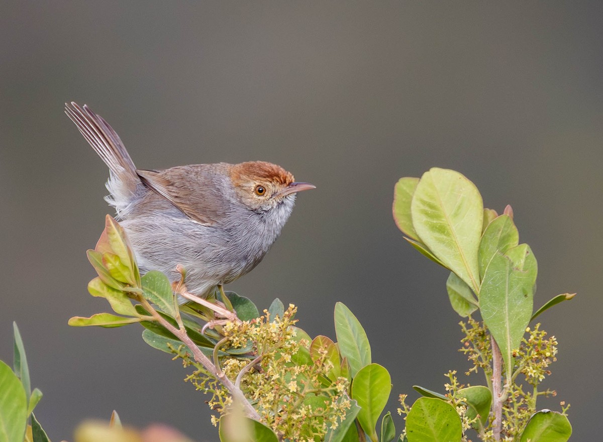 Piping Cisticola - ML642694604
