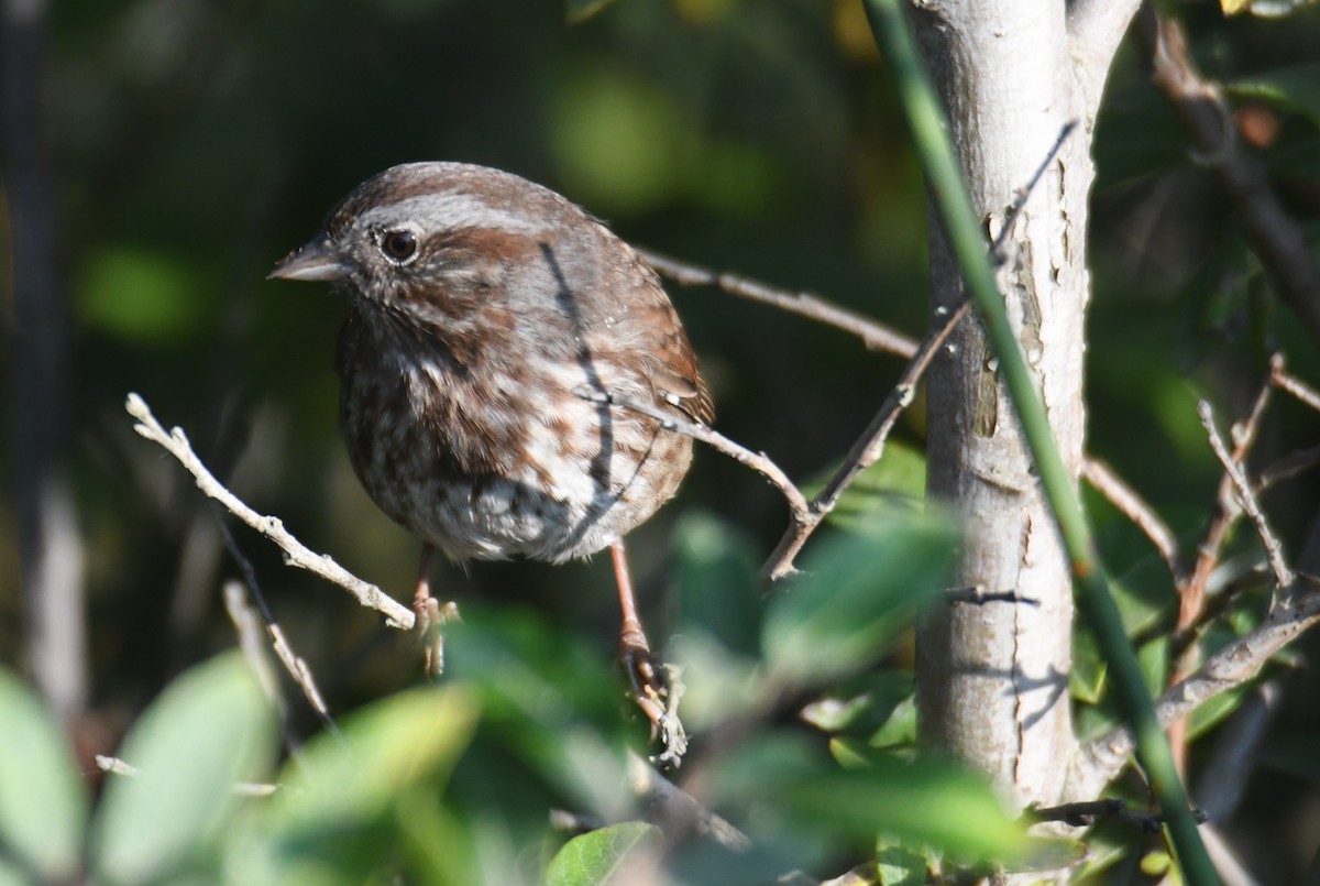 Song Sparrow - ML642694606