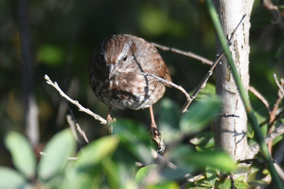 Song Sparrow - ML642694607