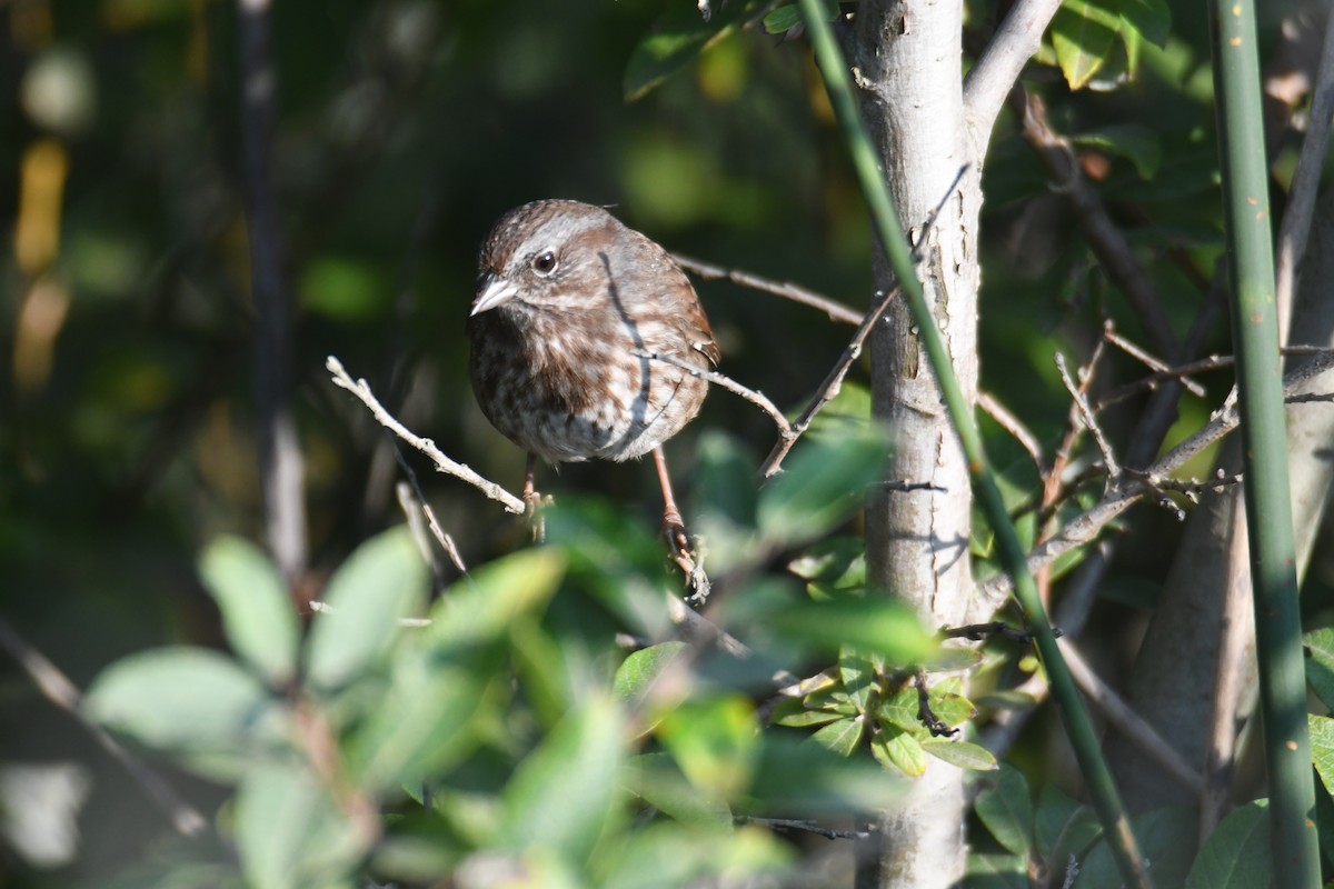 Song Sparrow - ML642694608