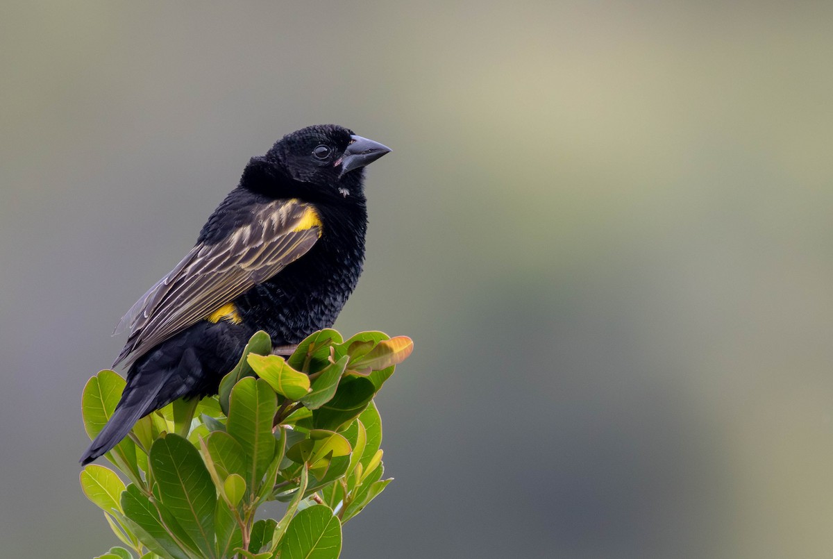 Yellow Bishop - ML642694612