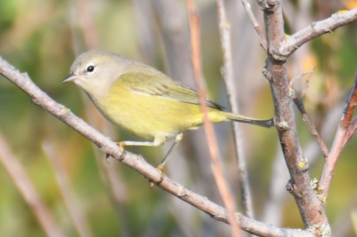 Orange-crowned Warbler (lutescens) - ML642694615