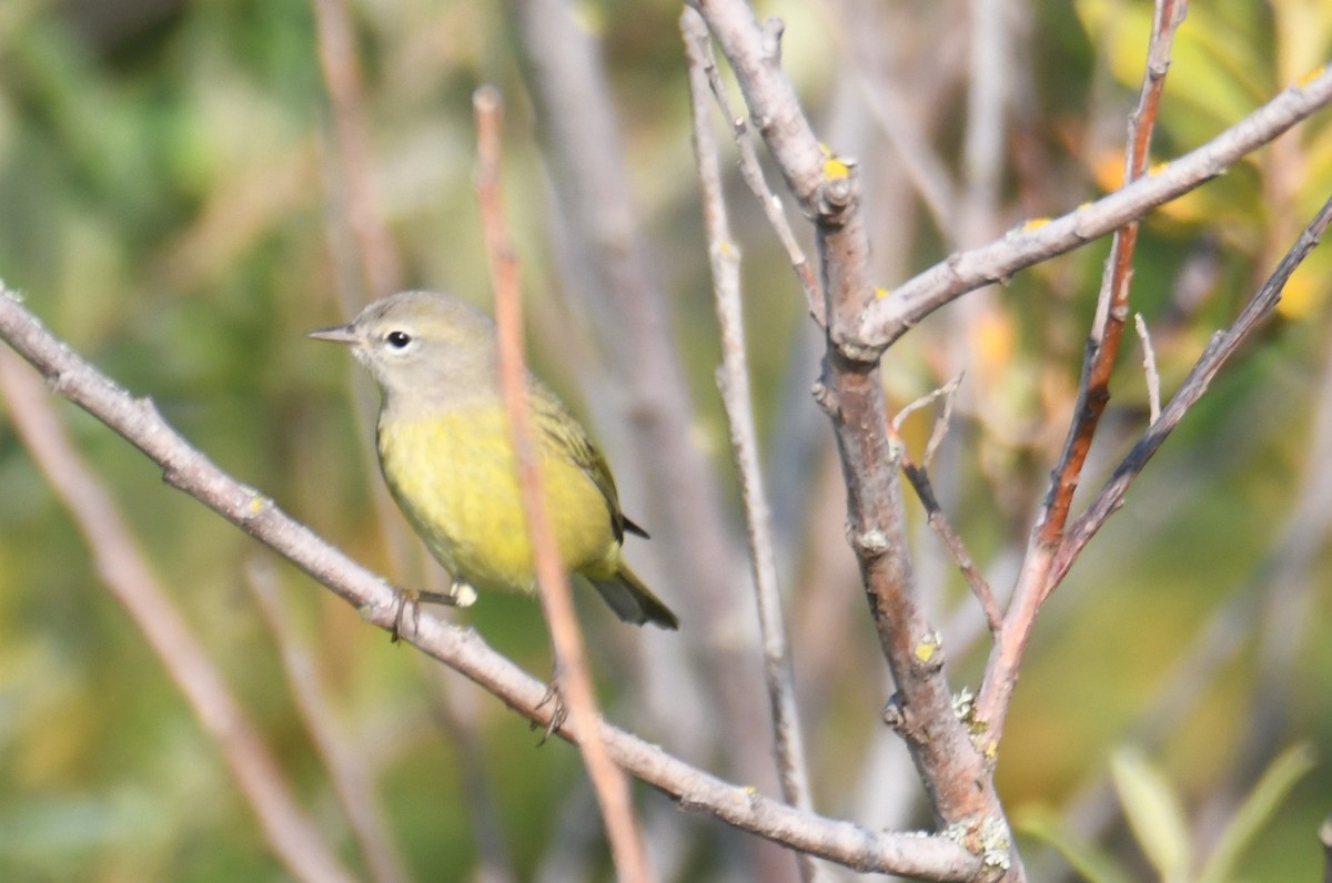 Orange-crowned Warbler (lutescens) - ML642694616