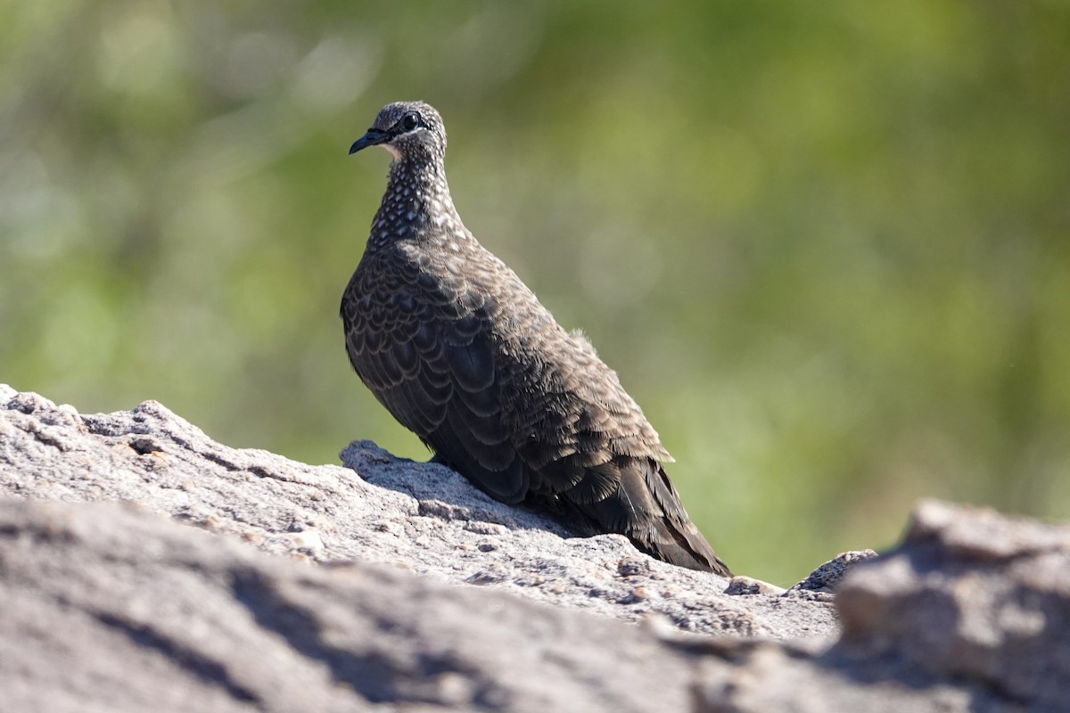 Chestnut-quilled Rock-Pigeon - ML642694617