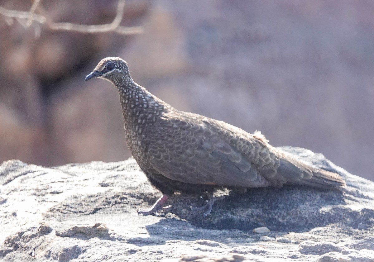 Chestnut-quilled Rock-Pigeon - ML642694618