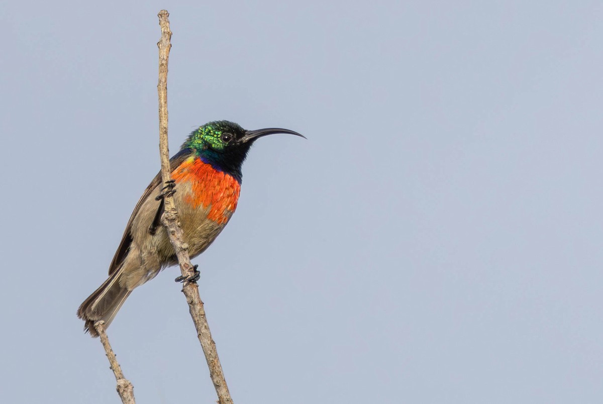Greater Double-collared Sunbird - ML642694620