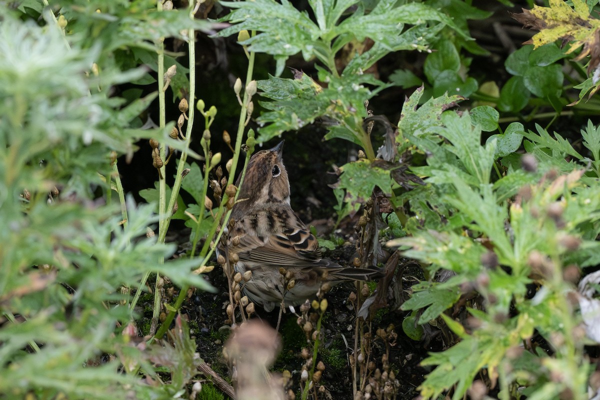Little Bunting - ML642694636