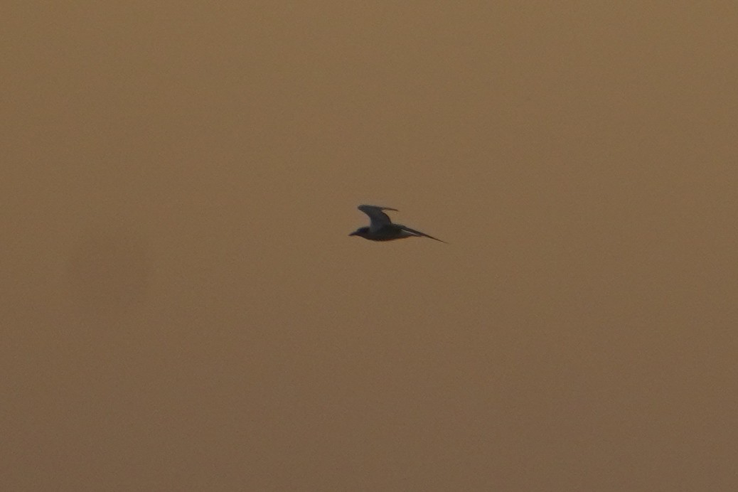 Common Tern - ML642694637