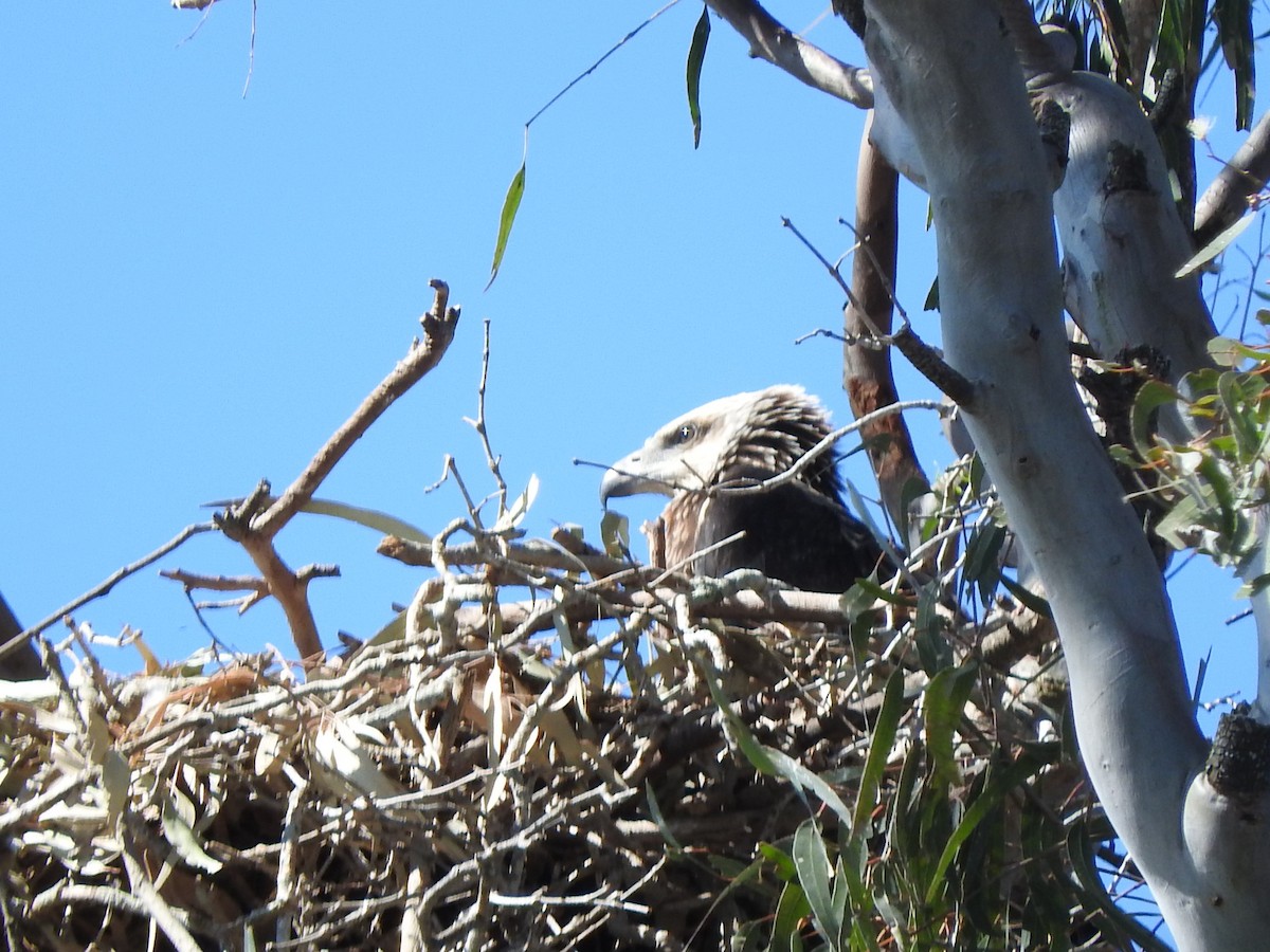 White-bellied Sea-Eagle - ML642694649