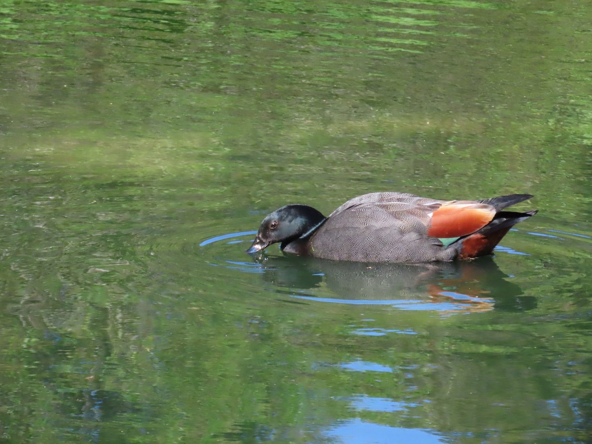 Paradise Shelduck - ML642694652