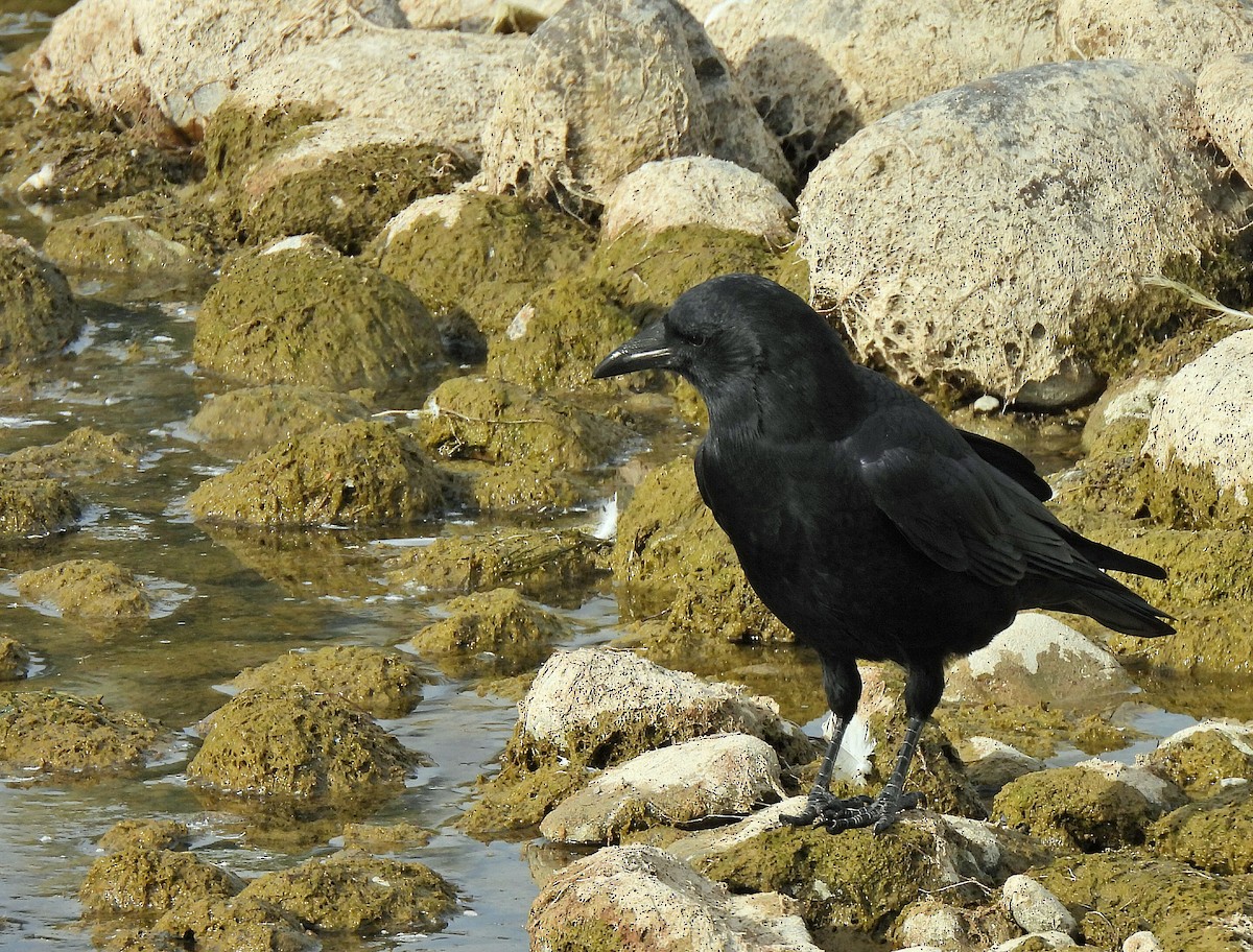 American Crow - ML642694661