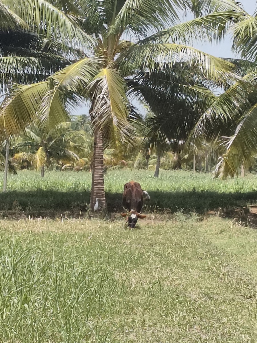 Eastern Cattle-Egret - ML642694668