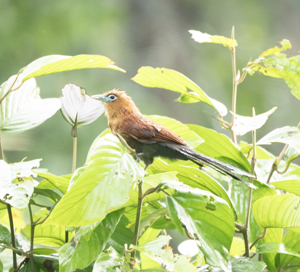 Raffles's Malkoha - ML642694687