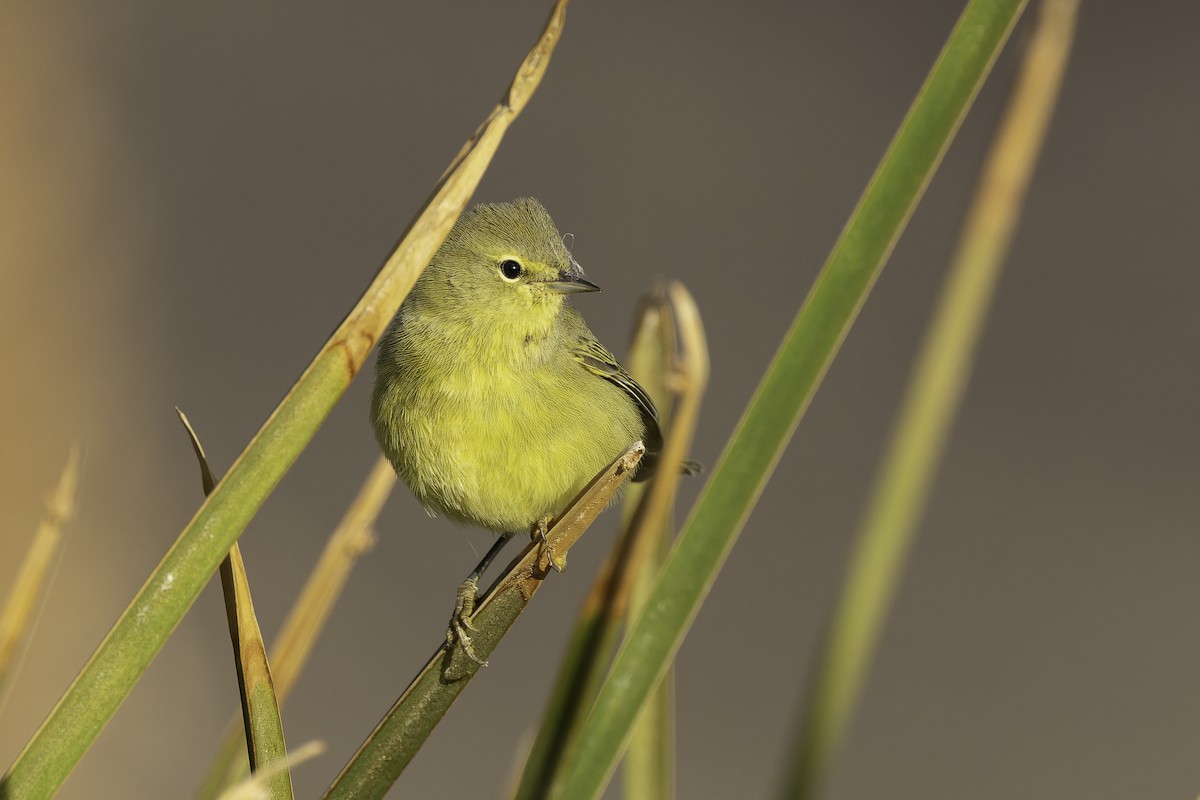 lesňáček hvězdičkový (ssp. lutescens) - ML642694688