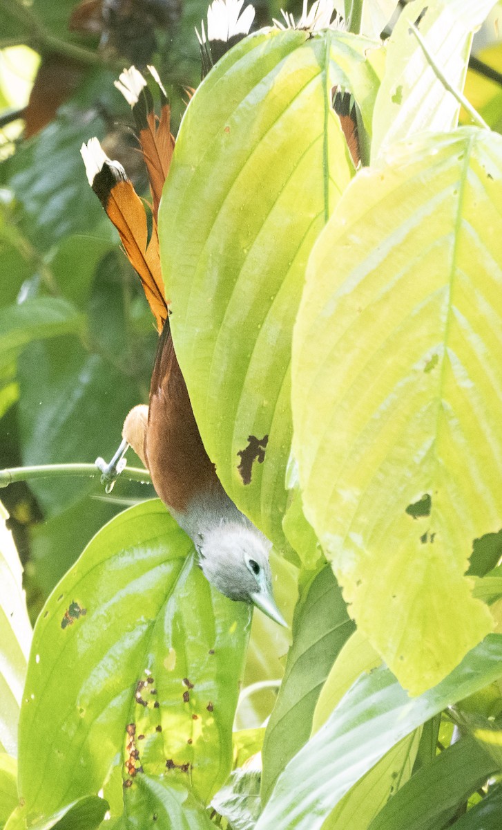 Raffles's Malkoha - ML642694692