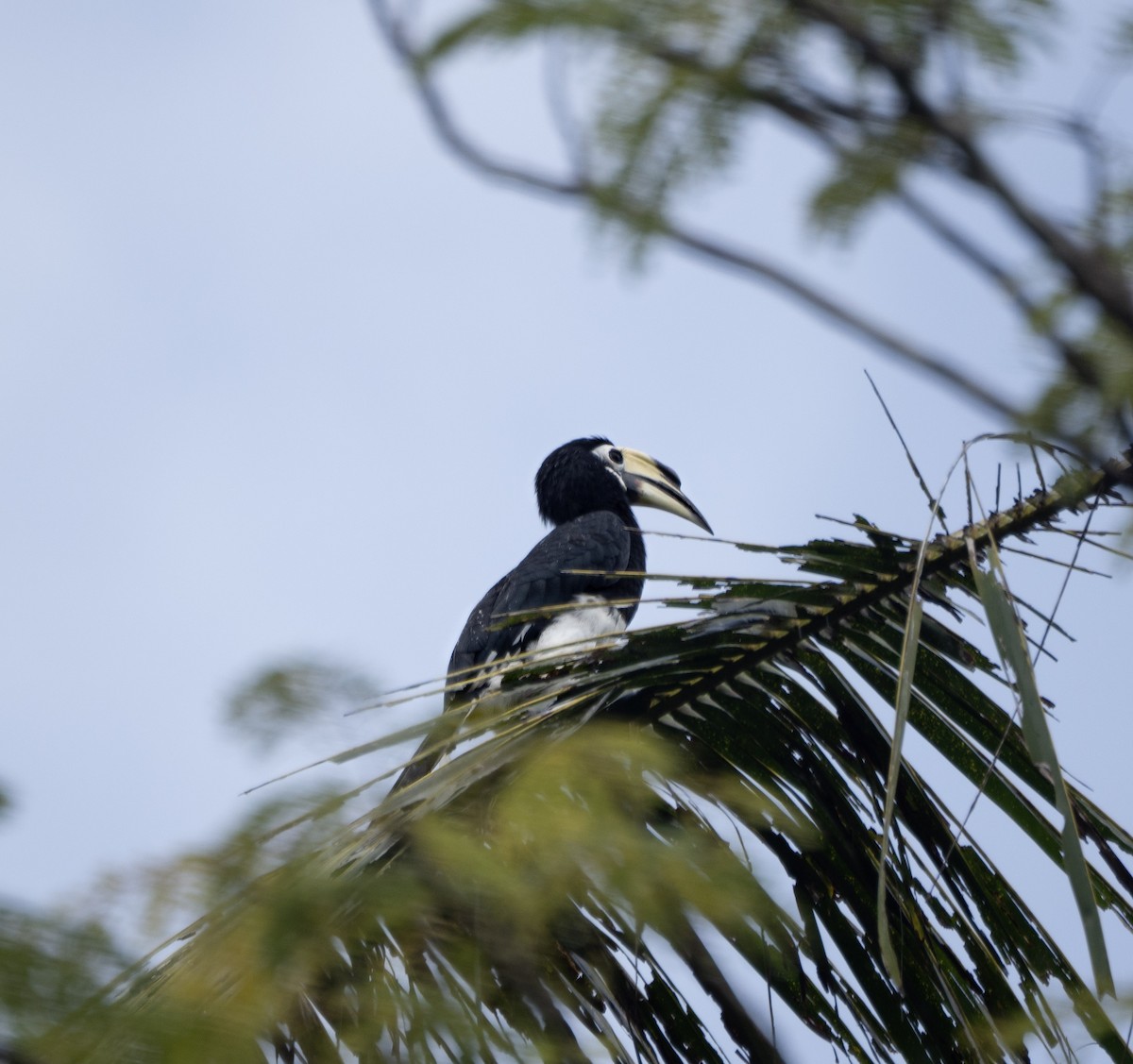 Oriental Pied-Hornbill - ML642694700