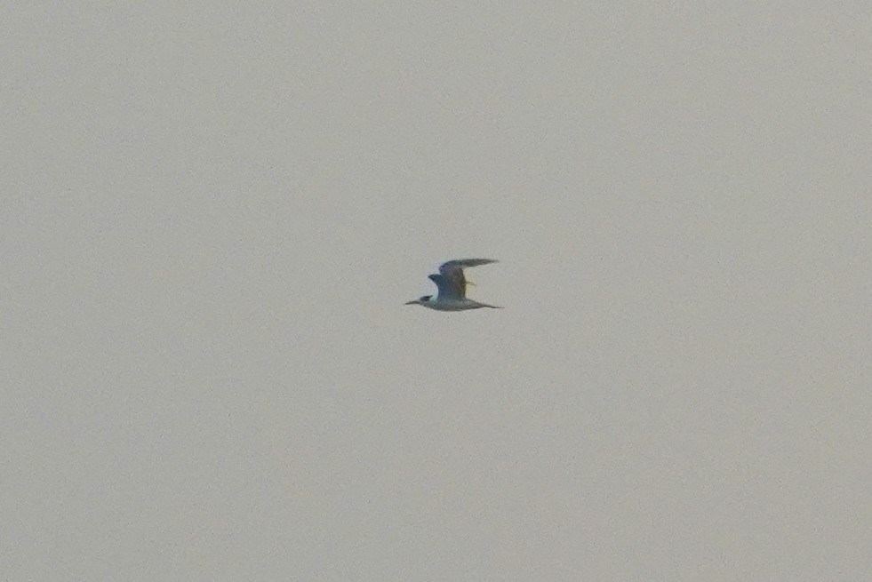Lesser Crested Tern - ML642694704