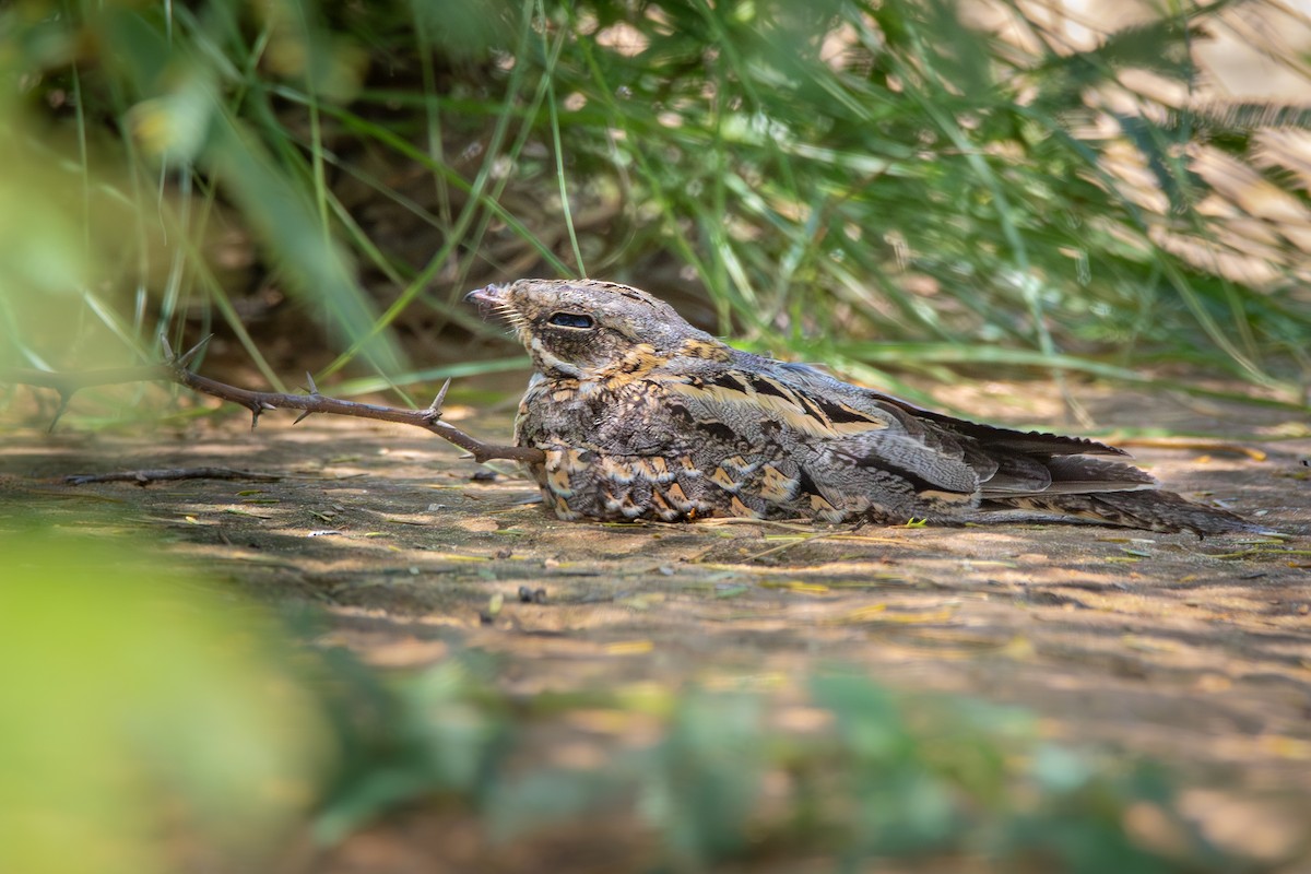 Indian Nightjar - ML642694705