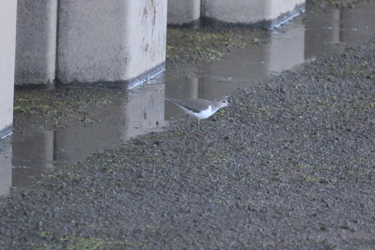 Common Sandpiper - ML642694720