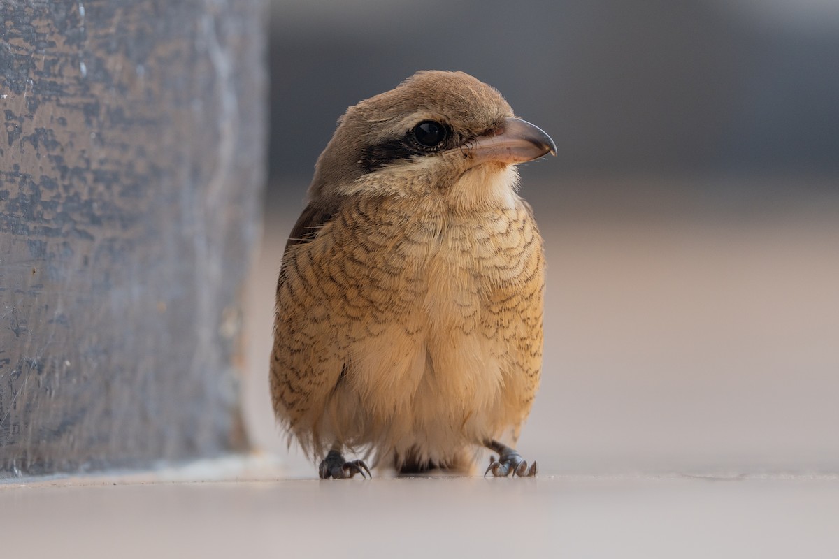 Brown Shrike - ML642694721