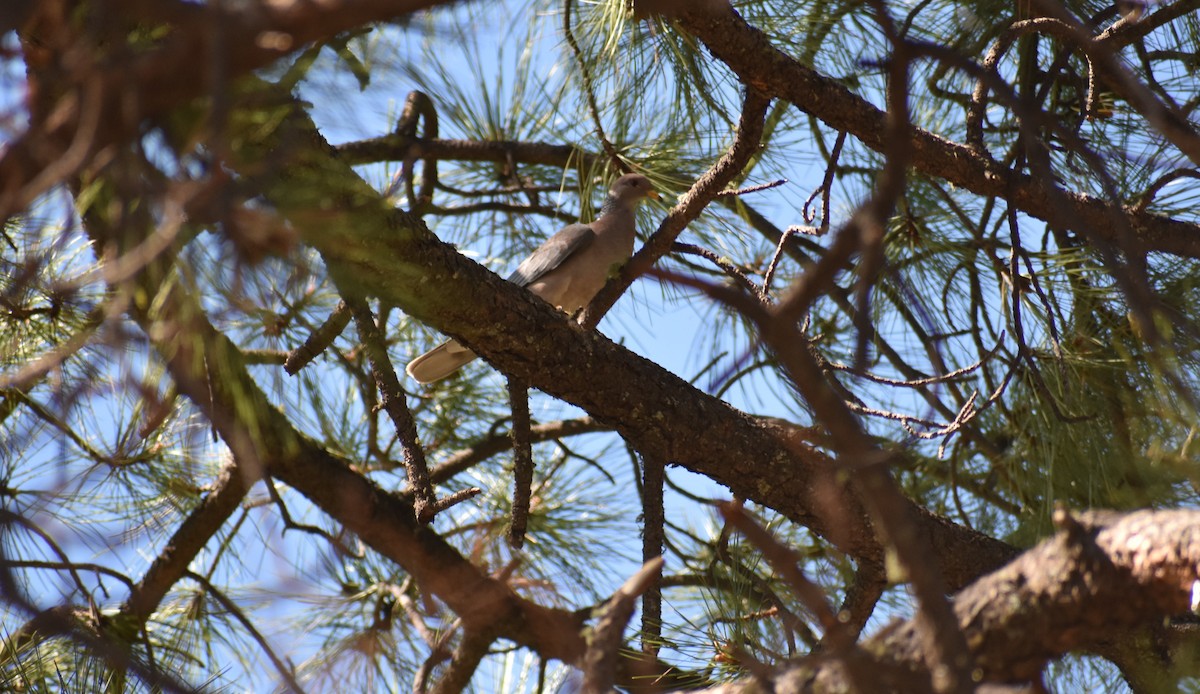Band-tailed Pigeon - ML642694722