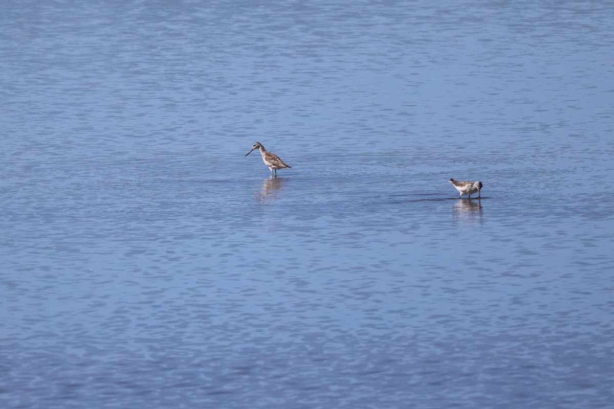 Common Greenshank - ML642694723