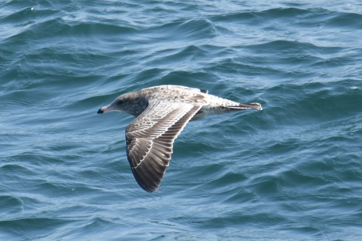 California Gull - ML642694725