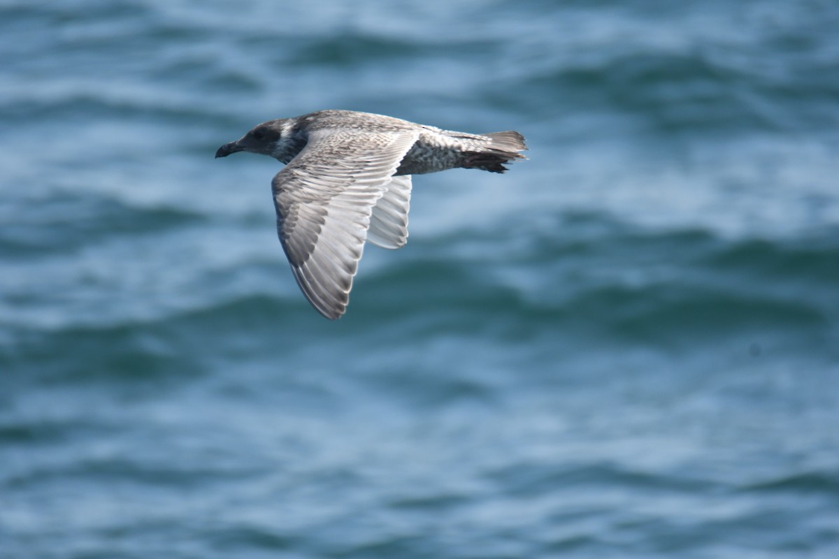 California Gull - ML642694726