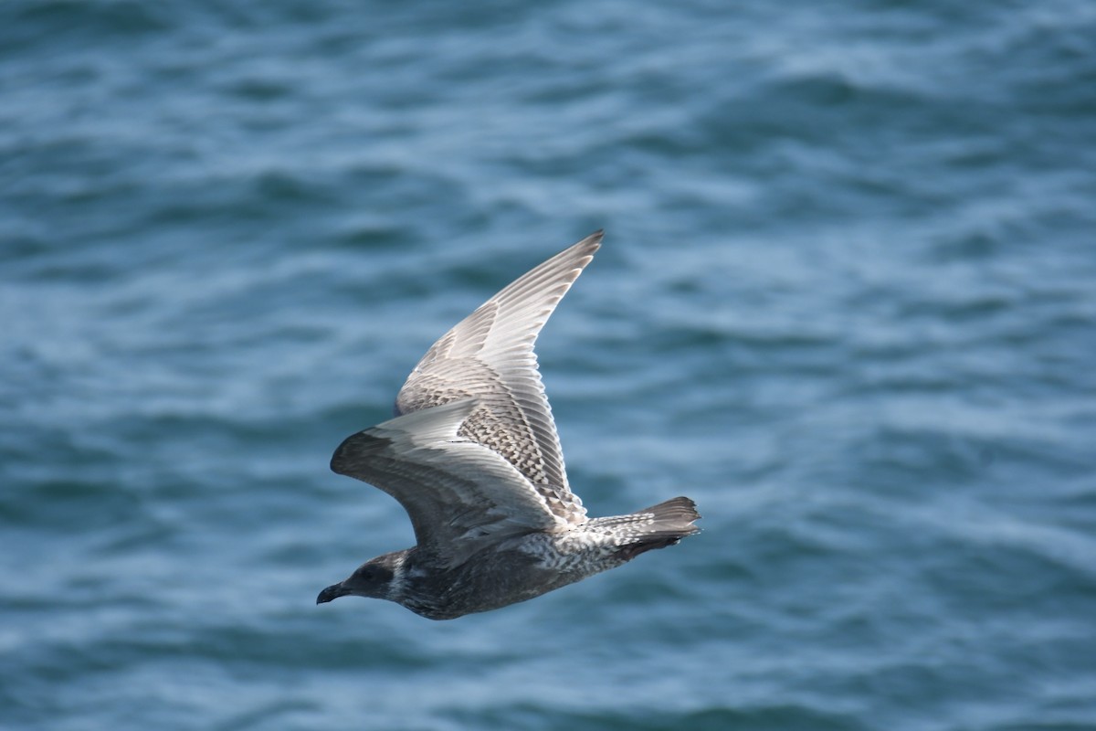 California Gull - ML642694727