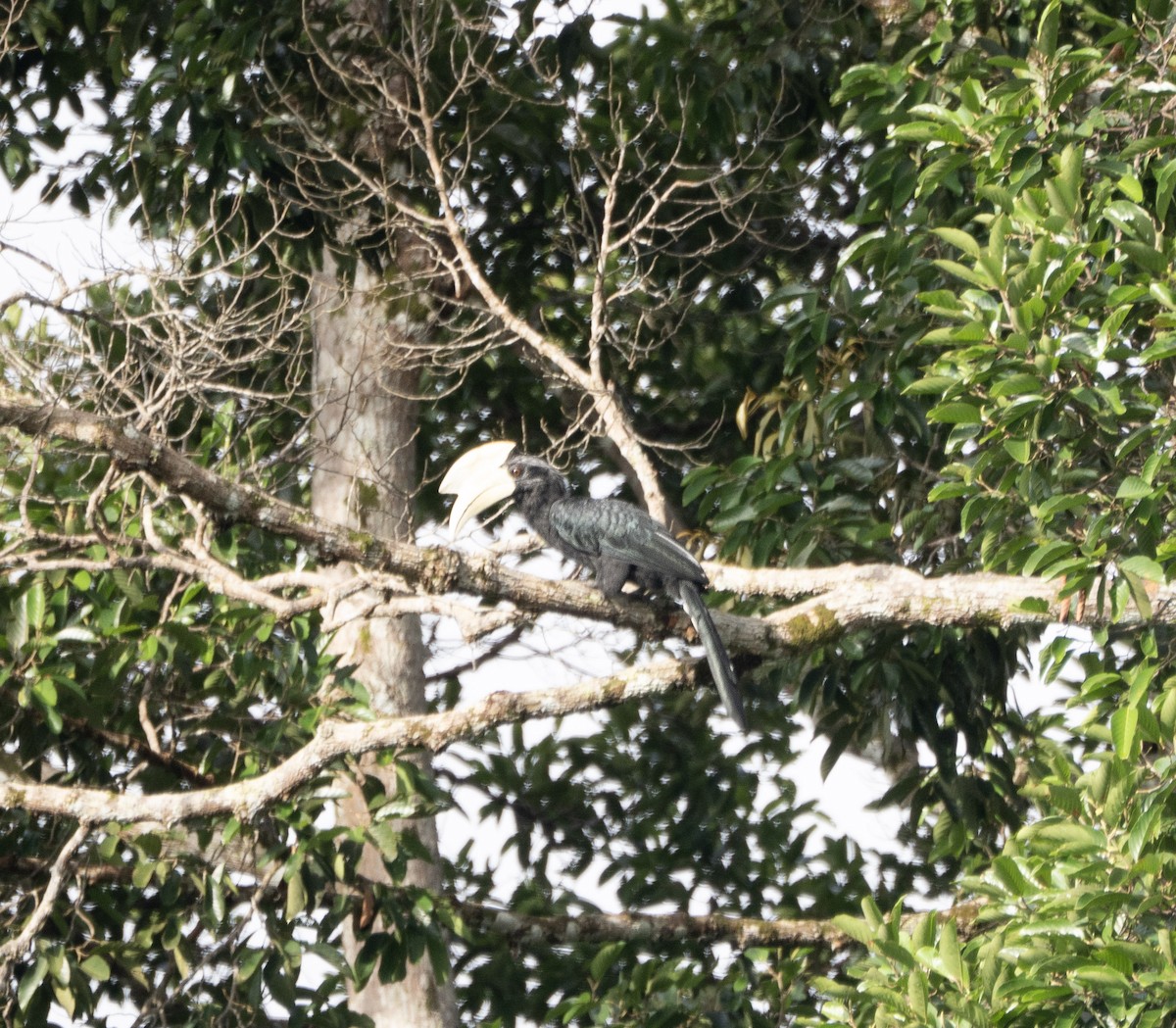 Black Hornbill - ML642694729