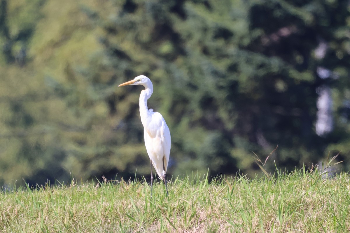Medium Egret - ML642694730