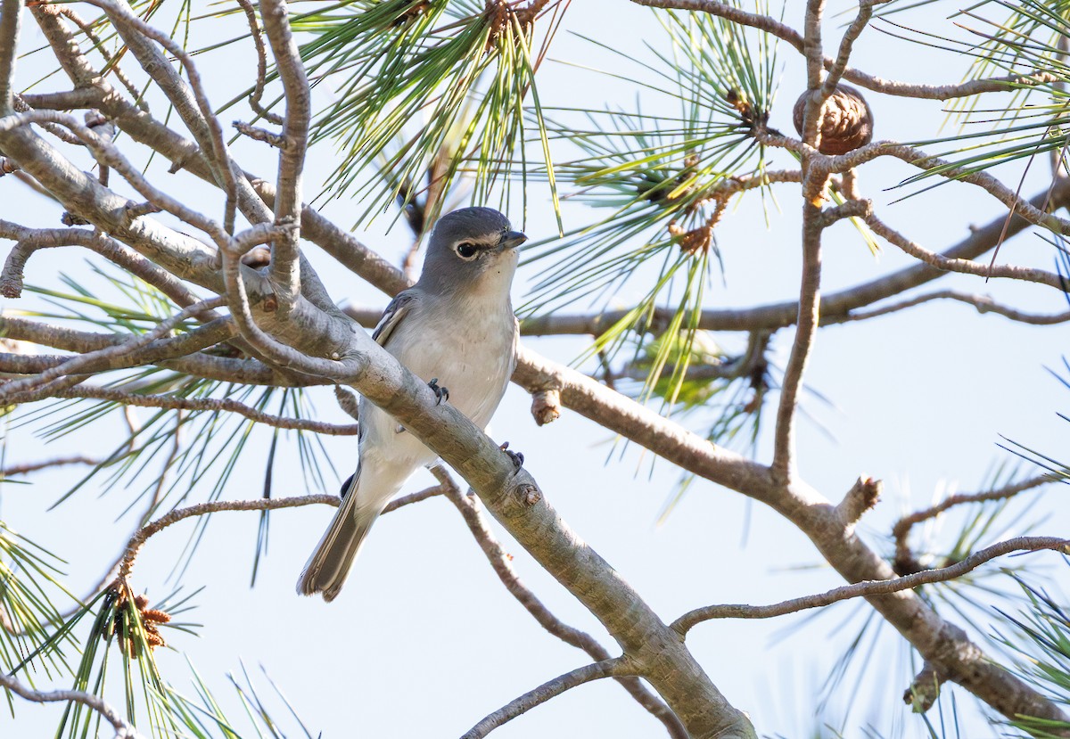 Plumbeous Vireo - ML642694731