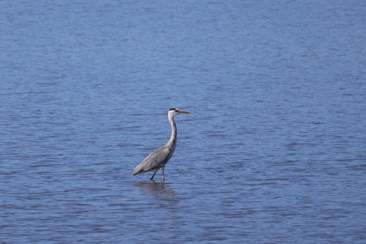 Gray Heron - ML642694732