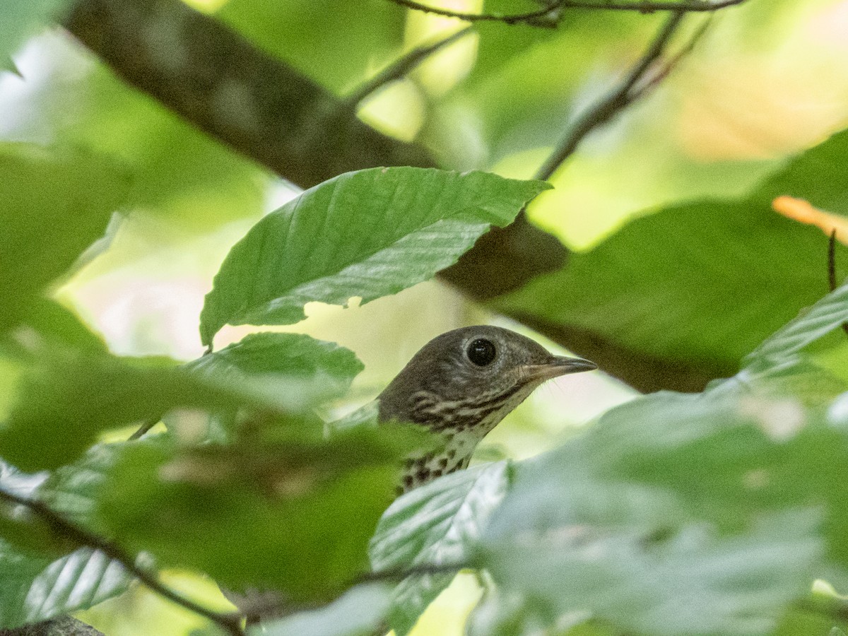 Gray-cheeked Thrush - ML642694733