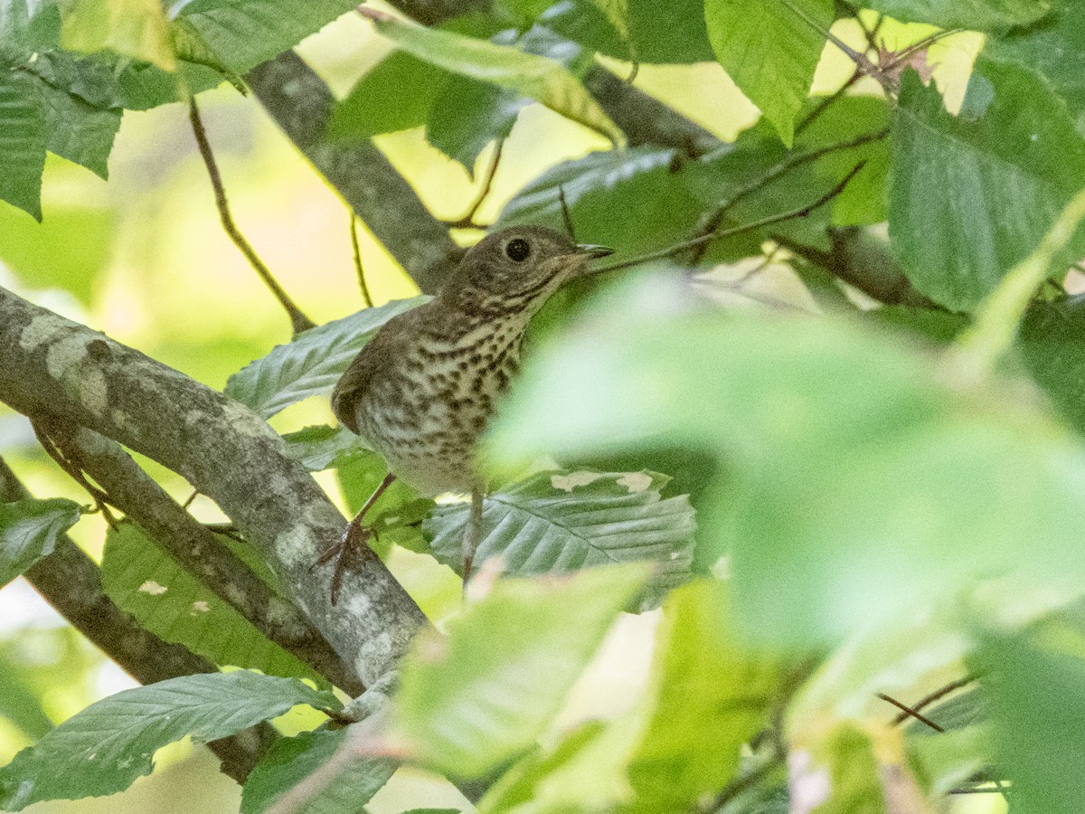 Gray-cheeked Thrush - ML642694734
