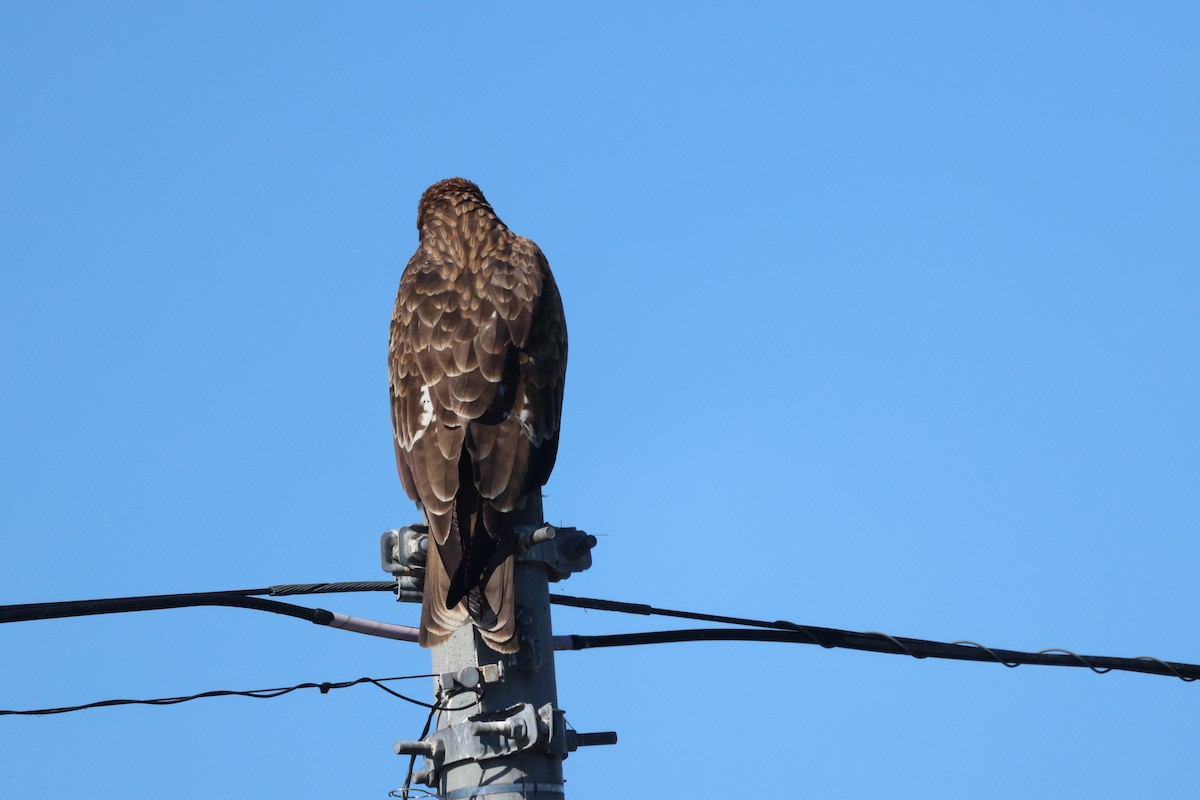 Black Kite - ML642694736