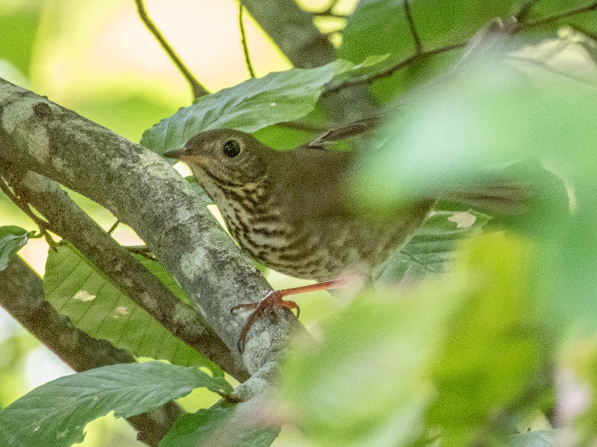 Gray-cheeked Thrush - ML642694738