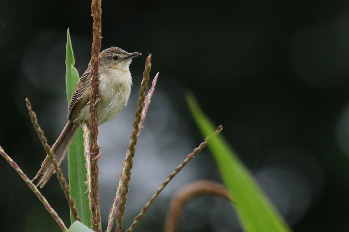 Brown Prinia - ML642694739