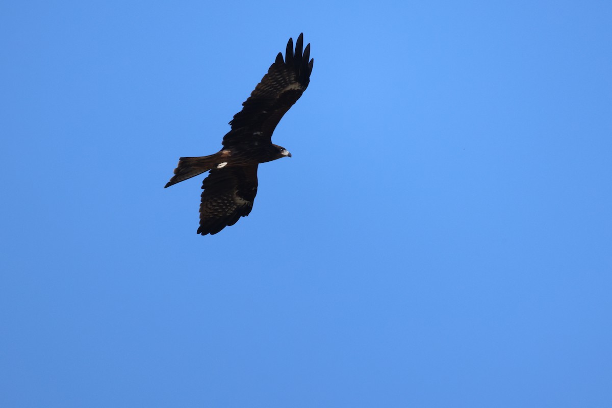 Black Kite - ML642694740