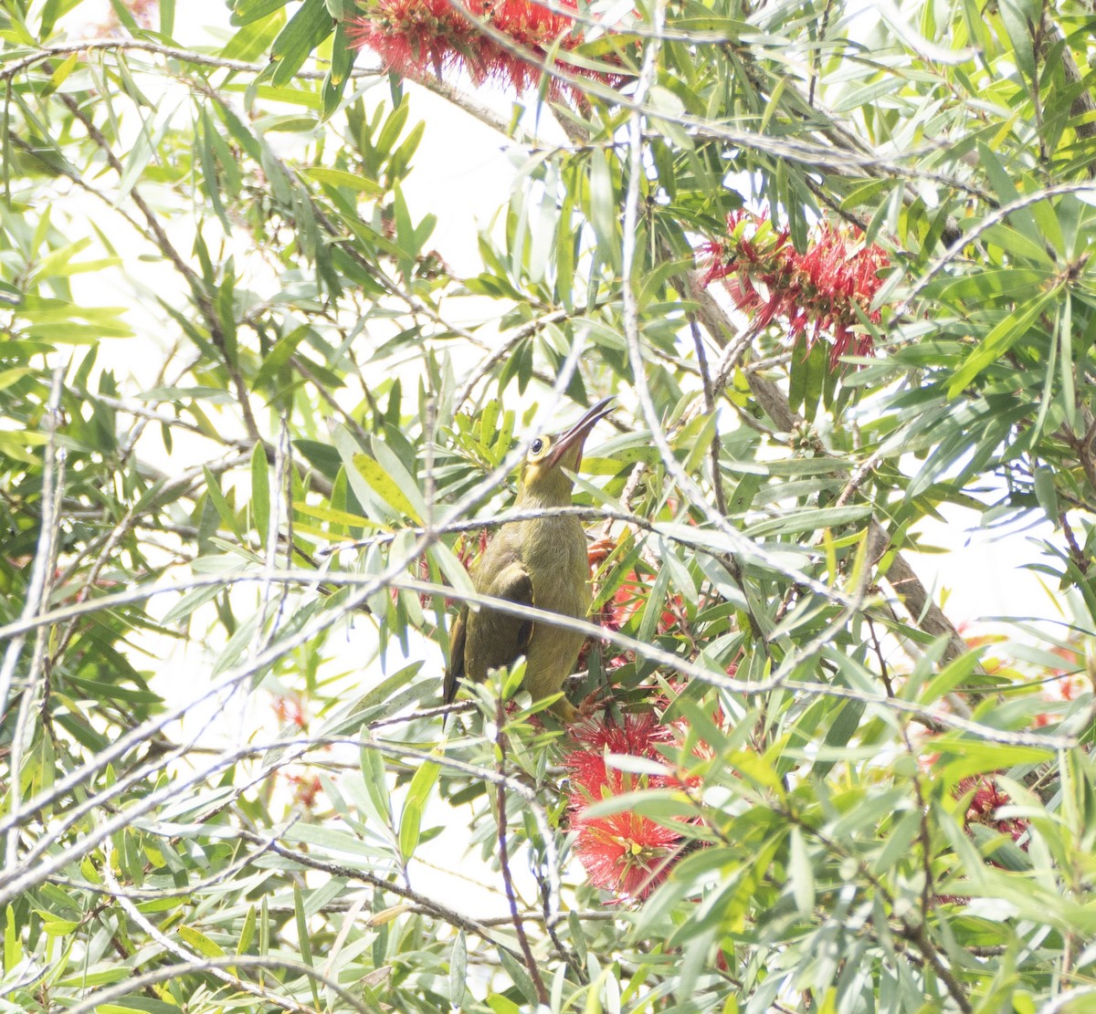 Spectacled Spiderhunter - ML642694742