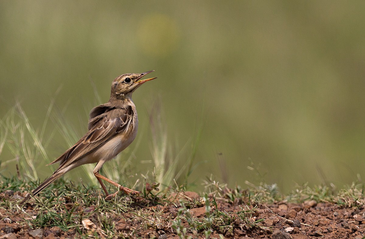 Tawny Lark - ML642694743