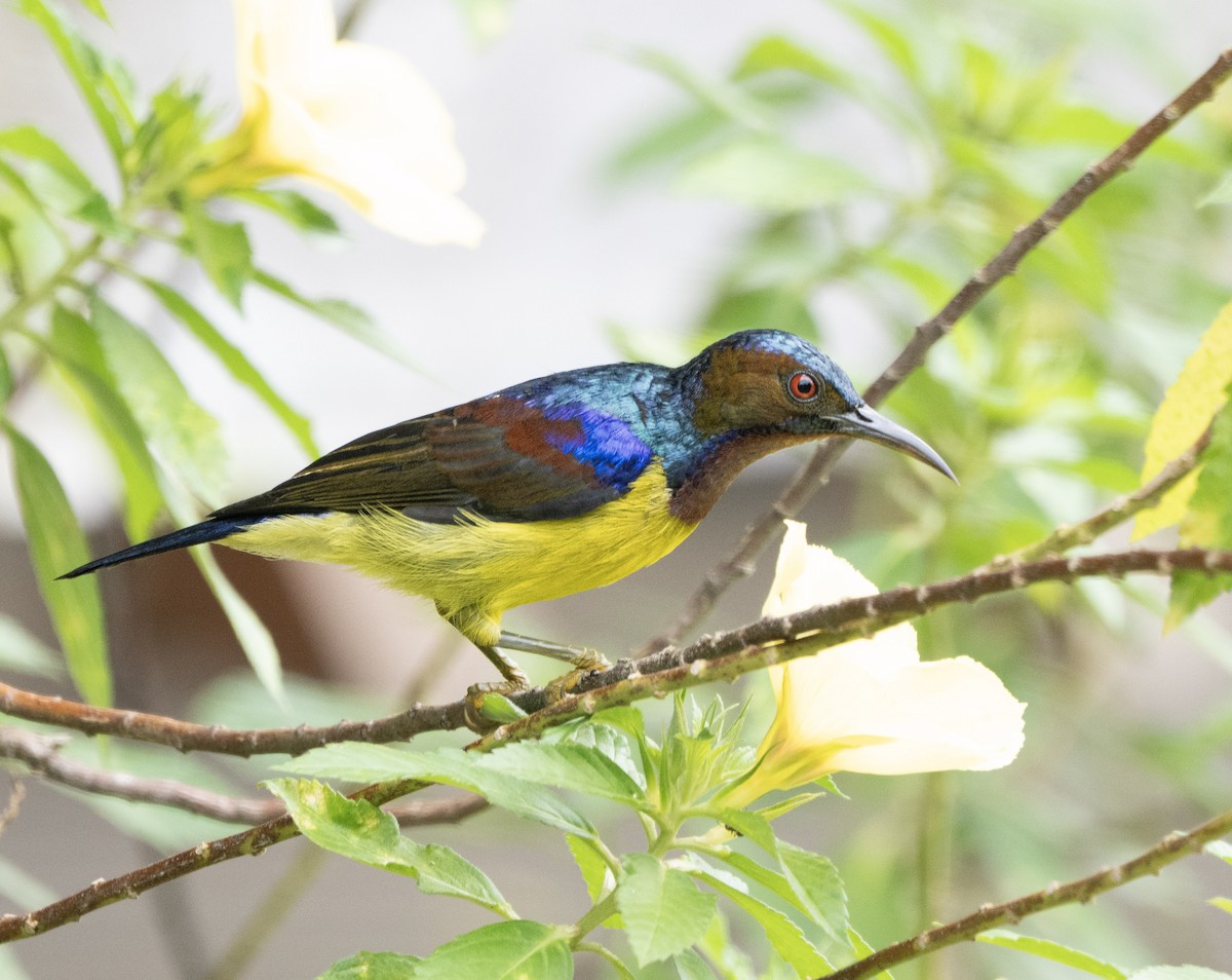 Brown-throated Sunbird - ML642694745