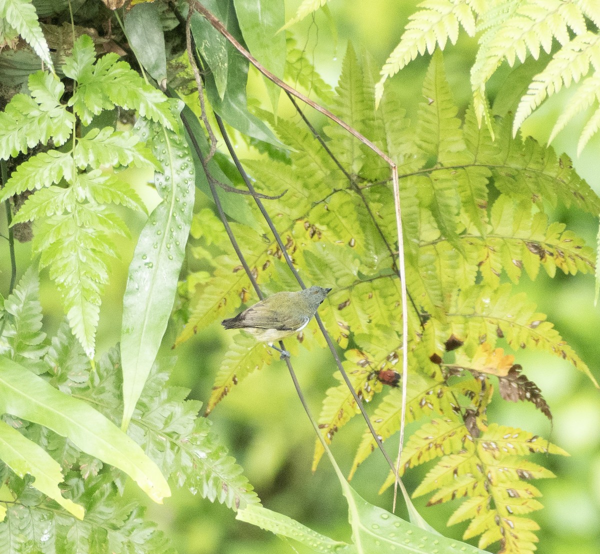 Brown-throated Sunbird - ML642694749