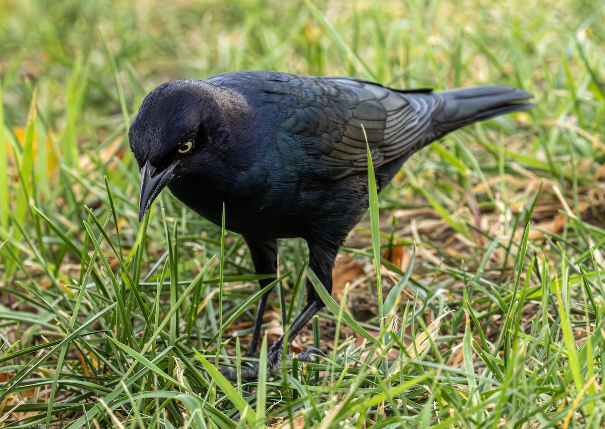 Brewer's Blackbird - ML642694750