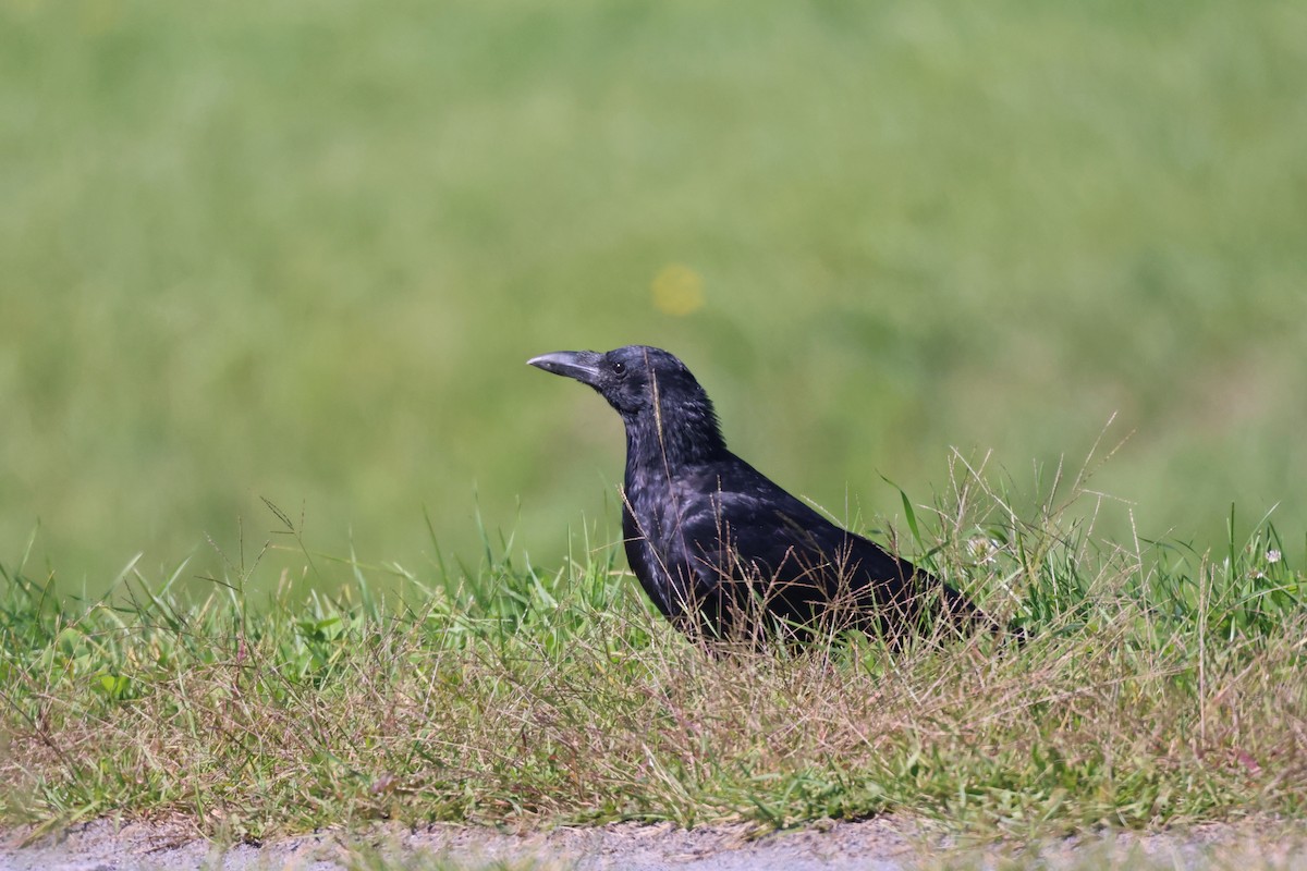 Carrion Crow - ML642694752